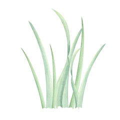 Lush green grass watercolor illustration with soft, natural shades. Hand drawn clipart Great for landscape designs, garden illustrations, childrens book art, and outdoor-themed graphic design