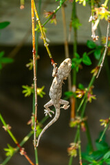 lizard on a tree