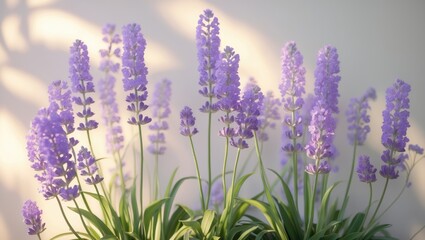 Obraz premium Lavender Heliotrope: A Fragrant Sun-Loving Plant with Violet Flower Clusters