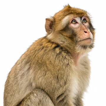Barbary macaque monkey png sitting primate side view png portrait animal png white background image