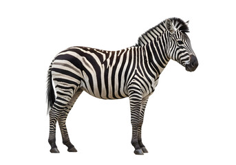 Striped Zebra on White Background transparent background