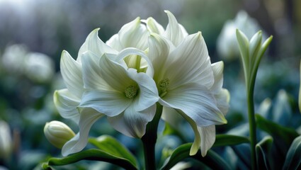 Hippeastrums flower in full bloom amidst snow drift in the garden
