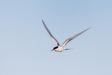 Portrait of a Flying Arctic tern with spread wings in Svalbard, Norway between Spitsbergen and Nordauslandet