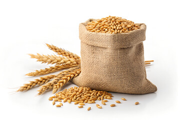 Burlap Sack Filled with Wheat Grains and Golden Wheat Stalks Isolated on White
