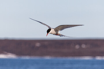Portrait of a hunting and Flying Arctic tern with spread wings in Svalbard, Norway between...