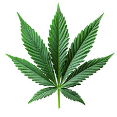 cannabis leaf on transparent background 