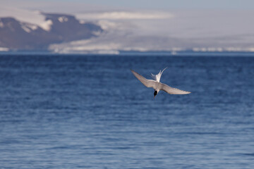 Flying Arctic tern dives in the sea for fishing with spread wings up in Svalbard, Norway between Spitsbergen and Nordauslandet