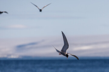 Flying Arctic tern with spread wings hunting in Svalbard, Norway between Spitsbergen and...