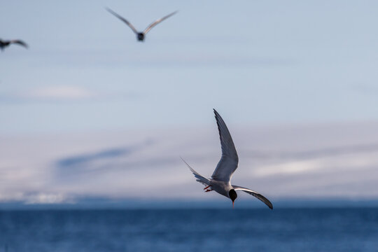 Flying Arctic tern with spread wings hunting in Svalbard, Norway between Spitsbergen and Nordauslandet with other terns, sea and iced mountains in the background