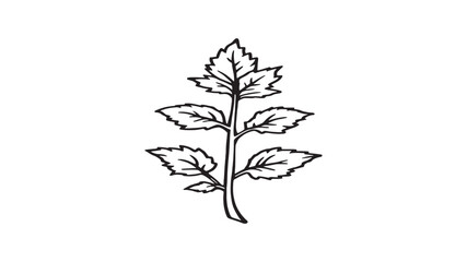 Lemon balm line art elegant plant drawing for organic packaging