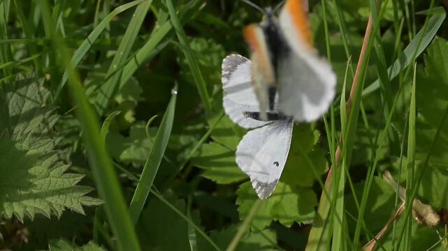 Orange Tip butterflies (Anthocharis cardamines) male approaching a female ready to mate, but it doesn't quite happen. April, Kent, UK [Slow motion x10]