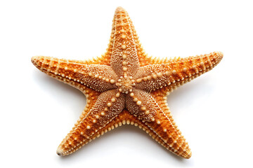 fromia sea star on white background