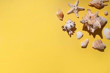 Collection of different seashells, starfish, coral on yellow background top view. Beautiful shells, summer tropical background, marine objects for design. Vacation concept