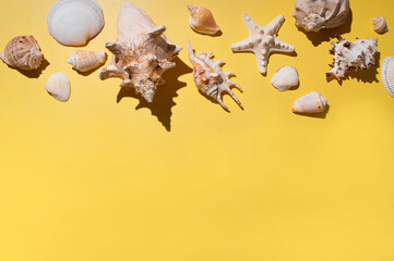 Collection of different seashells, starfish, coral on yellow background top view. Beautiful shells,...