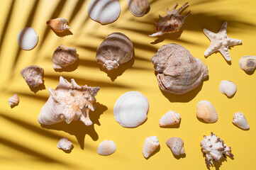 Different seashells, starfish, coral, sunny shade of tropical leaves on yellow background top view. Beautiful shells, summer minimal background. Beach holiday concept