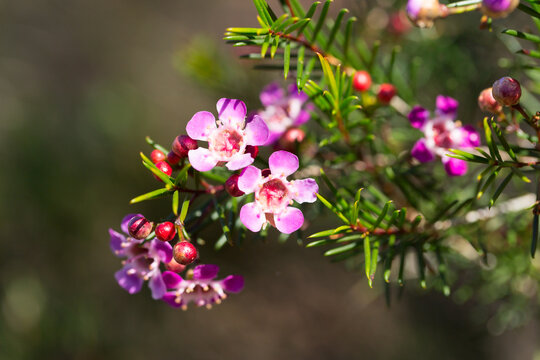 Pink Geraldton wax flowers