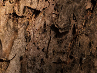 Natural Texture of Weathered Tree Bark