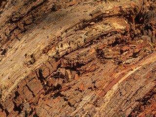 Intricate Patterns of Natural Tree Bark Texture