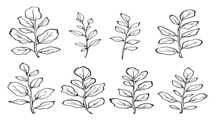Eucalyptus leaf line art modern boho style black ink sketch