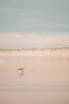 Lone seagull standing on wet sand on the beach at low tide with copy space