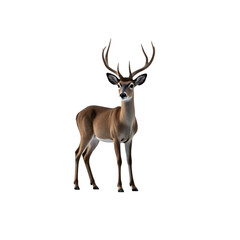 Mature deer with impressive antlers white, transparent background, isolated