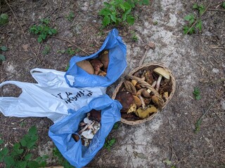 Mushrooms Boletus erythropus, Caloboletus calopus, Butyriboletus subappendiculatus, Boletus edulis,...