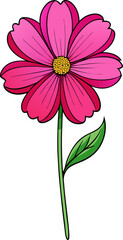 Magenta Cosmos Flower in Flat Style Cartoon Vector