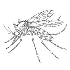 mosquito isolated on white background coloring page 