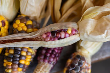 Small ear of colourful heirloom popping corn freshly harvested from garden