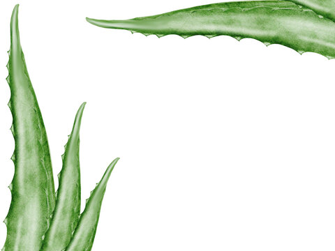 green aloe vera plant on white clip art preview