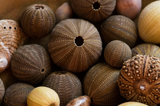 Close up of sea urchin shells