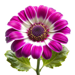 Obraz premium pink dahlia isolated on white
