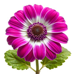 Obraz premium pink dahlia flower