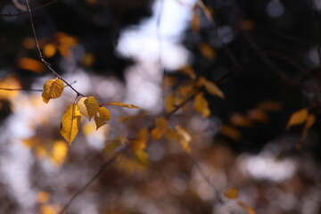 foglie nel bosco in autunno