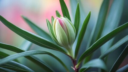 Obraz premium Waratah plant showcasing flower bud