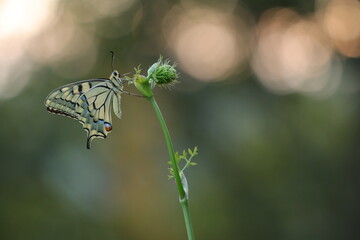una farfalla macaone al tramonto