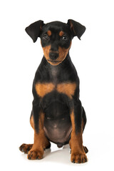 Cute pinscher puppy sitting on white background and looks to the camera
