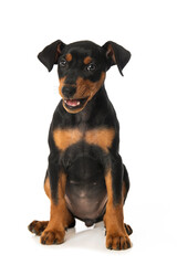 Cute pinscher puppy sitting on white background and looks to the camera