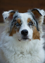 Porträt eines Australian Shepherd