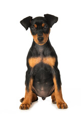 Cute pinscher puppy sitting on white background and looks to the camera