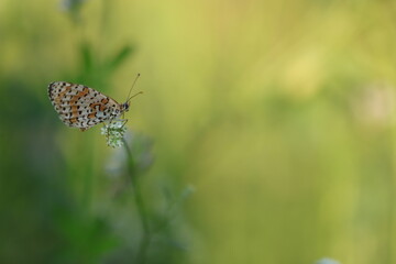 una farfalla melitaea al tramonto
