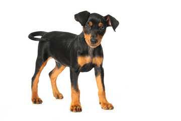 Cute pinscher puppy standing on white background and looks to the camera