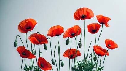 Fototapeta premium Bright Red Poppies with White Background