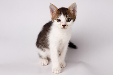 Black and white kitten with curious eyes and soft fur on a white background. A perfect image for pet care, animal-themed content, or advertising cute and lovable pets.