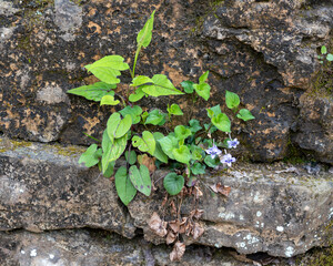 Viola rostrata, long-spurred violet. In spring, a cluster of flowers grows from a rock crevice in the forest on Pigeon Mountain in Georgia.