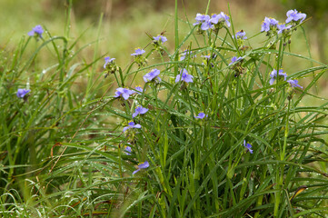 A clump of Common Spiderwort in the wild. The three petal blue flowers are native to the eastern and central US and thrive in a variety of open, sunny habitats.