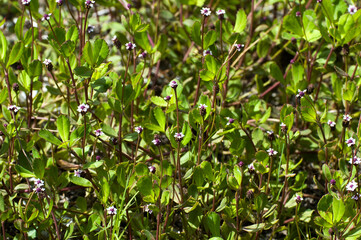 A dense mat of frogfruit, Phyla nodiflora, also known as creeping Charlie and matchstick. Frogfruit, native to the southern U.S, is considered a lawn weed by some, but is also a native groundcover.