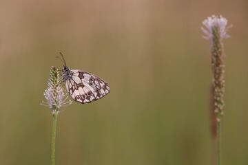 una farfalla melanargia al tramonto