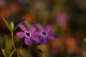 fiore di pervinca in primavera
