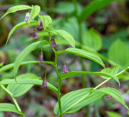 Streptopus lanceolatus, Rosy Twisted Stalk. a native wildflower with delicate white to pink flowers...